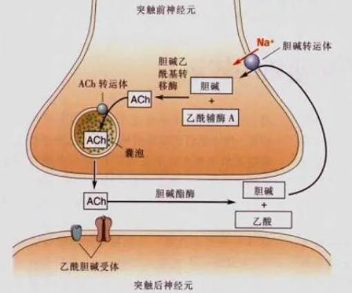 乙酰胆碱：人类发现的第一个神经递质