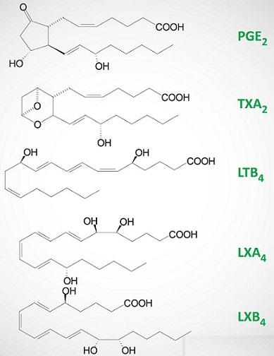 类花生酸功能、合成及调控