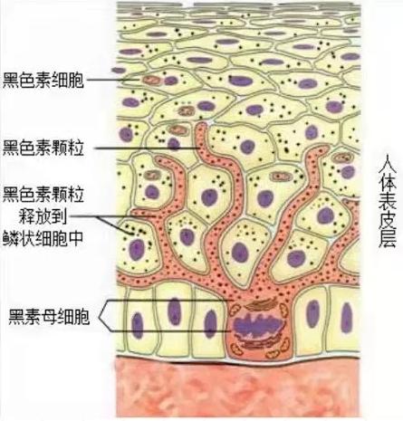 烟酰胺究竟是什么呢？