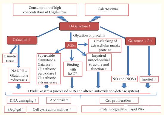 糖化衰老之D-半乳糖，你对皮肤做了什么？