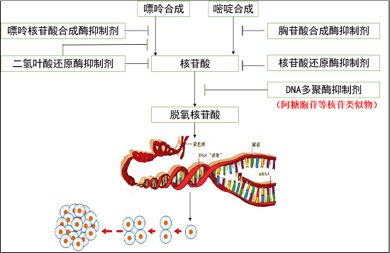 阿糖胞苷抗病毒图片