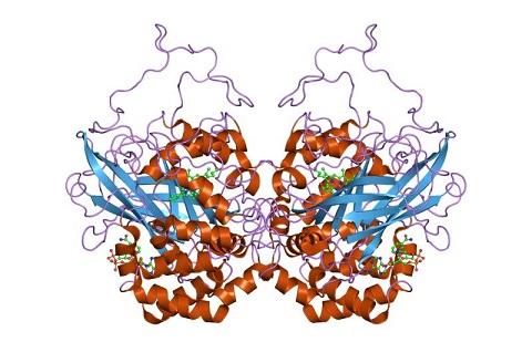 CATALASE.jpg