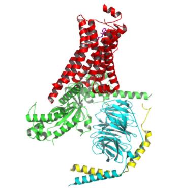 G蛋白偶联受体结合蛋白O亚基A2抗体