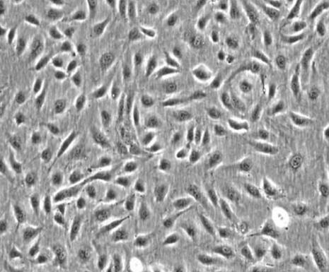 NCI-H358人非小细胞肺癌细胞
