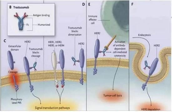 曲妥珠单抗二三事