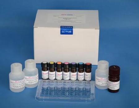 	兔基质金属蛋白酶1(MMP-1)ELISA试剂盒