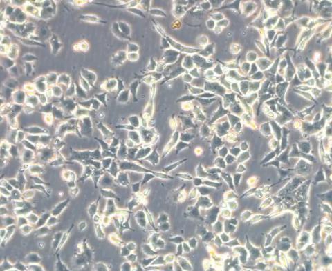 MC3T3-E1 SUBCLONE 14小鼠颅顶前骨细胞亚克隆14
