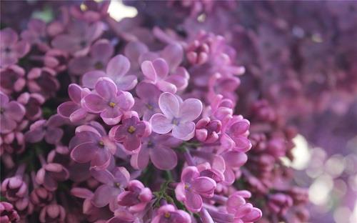 Syringa oblata Lindl..jpg