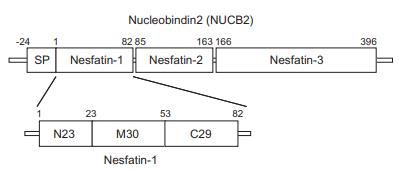 Dysfunction of NUCB2/nesf-1