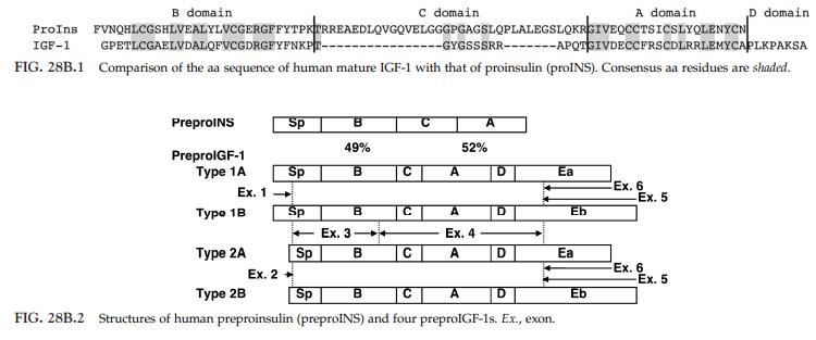 structure of IGF structure of IGF