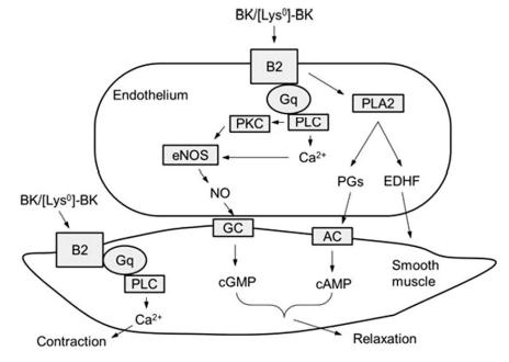 Signal transduction pathway