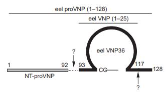 structure of VNP