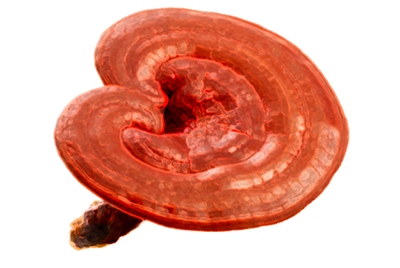 Ganoderma triterpenes.png