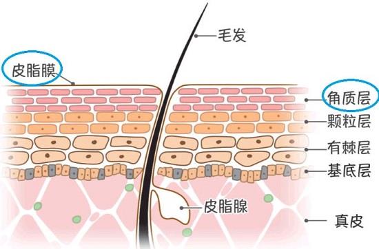 神经酰胺是什么？烟酰胺和神经酰胺区别是什么？