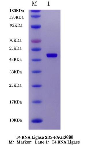 重组 T4 RNA 连接酶的应用