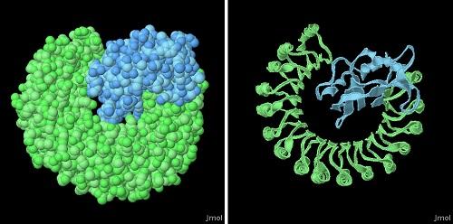 RNA.jpg