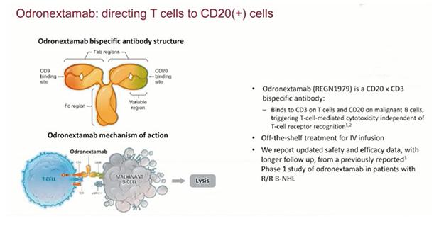 复发或难治性B细胞非霍奇金淋巴瘤 CD20+CD3双特异性抗体Odronextamab疗效可期