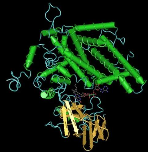 5-甲酰环连接酶抗体的应用