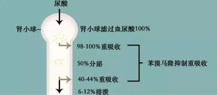 苯溴马隆如何用得更高效？