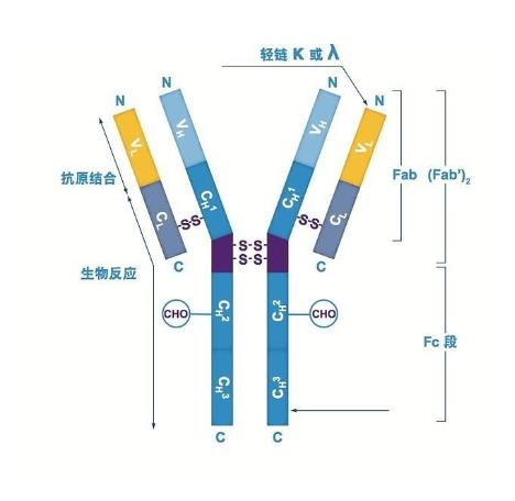 核酸外切酶1抗体的应用