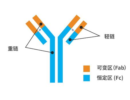 染色体脆弱性相关基因抗体的应用