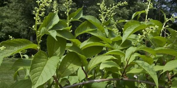 雷公藤红素有望成为世界首款减肥中药