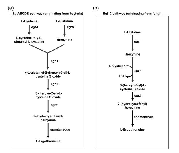 Figure 2 L-Ergothioneine synthetic pathways. (a) EgtABCDE pathway (b) Egt12 pathway