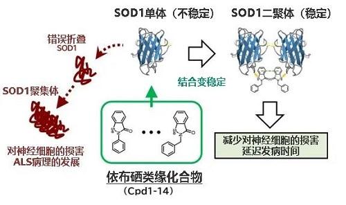 依布硒类缘化合物可作为ALS候选药物