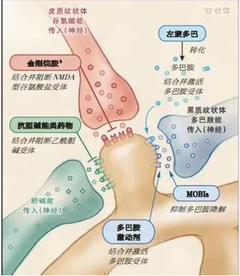 普拉克索的作用机制