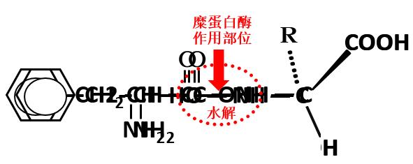 40年经典用药糜蛋白酶