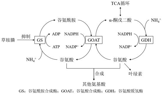 植物中的氮代谢途径