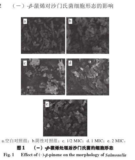 β-蒎烯处理后沙门氏面的细胞形态.jpg