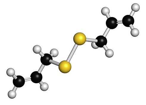 二烯丙基二硫