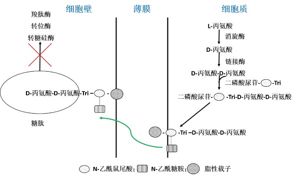 替考拉宁的作用机制