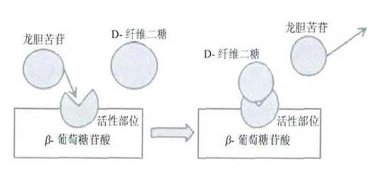 D-纤维二糖抑制龙胆苦苷降解的可能方式.png