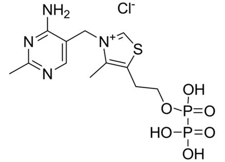 焦磷酸硫胺素的生物活性