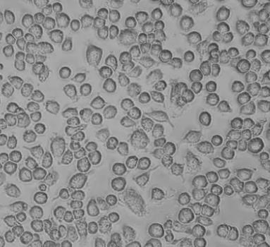 RAW 264.7 小鼠单核巨噬细胞白血病细胞.png