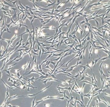 小鼠视网膜MULLER细胞的应用