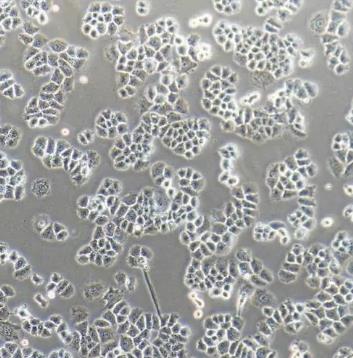 NCI-H1048人小细胞肺癌贴壁细胞系的应用