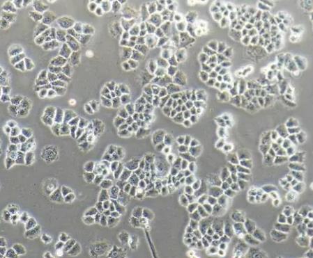 NCI-H1770人非小细胞肺癌贴壁细胞系的应用