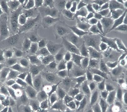 小鼠巨噬细胞.png
