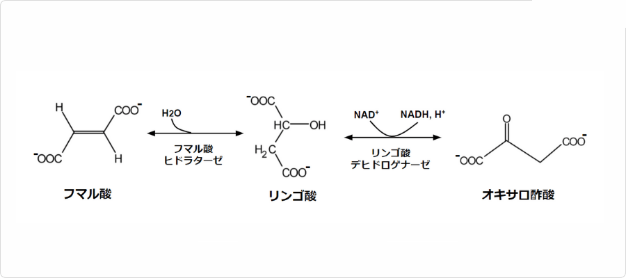 説明図