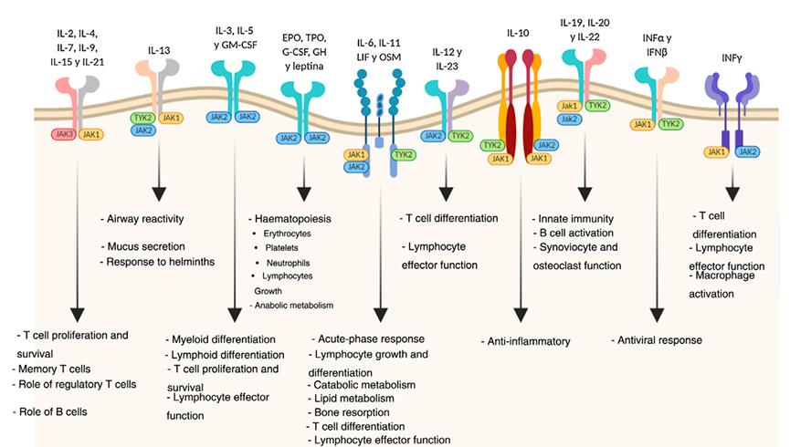 Figure 1 Biological functions of the JAK pathways