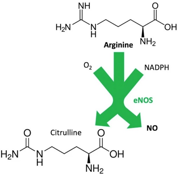 Arginine