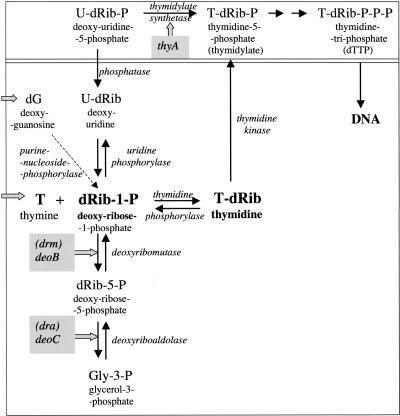 Figure 1 The wild-type (top) and salvage (bottom) pathways for Thymine synthesis.jpg