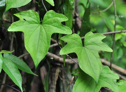 纤细薯蓣皂苷用于抗寄生虫药物