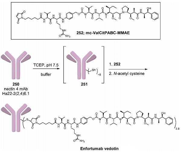 Enfortumab Vedotin