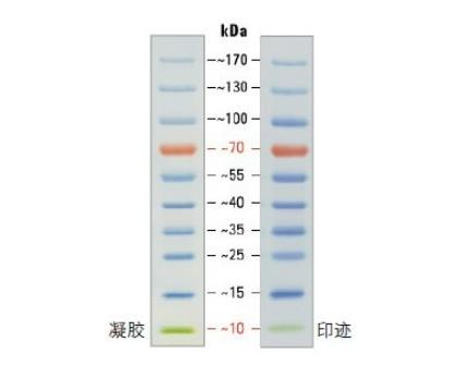 SDS-聚丙烯酰胺凝胶电泳小分子量标准蛋白质.png