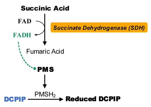 琥珀酸脱氢酶（SDH）活性检测试剂盒（DCPIP法）