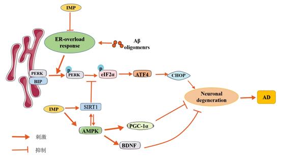 图1欧前胡素抗AD作用机制示意图.png